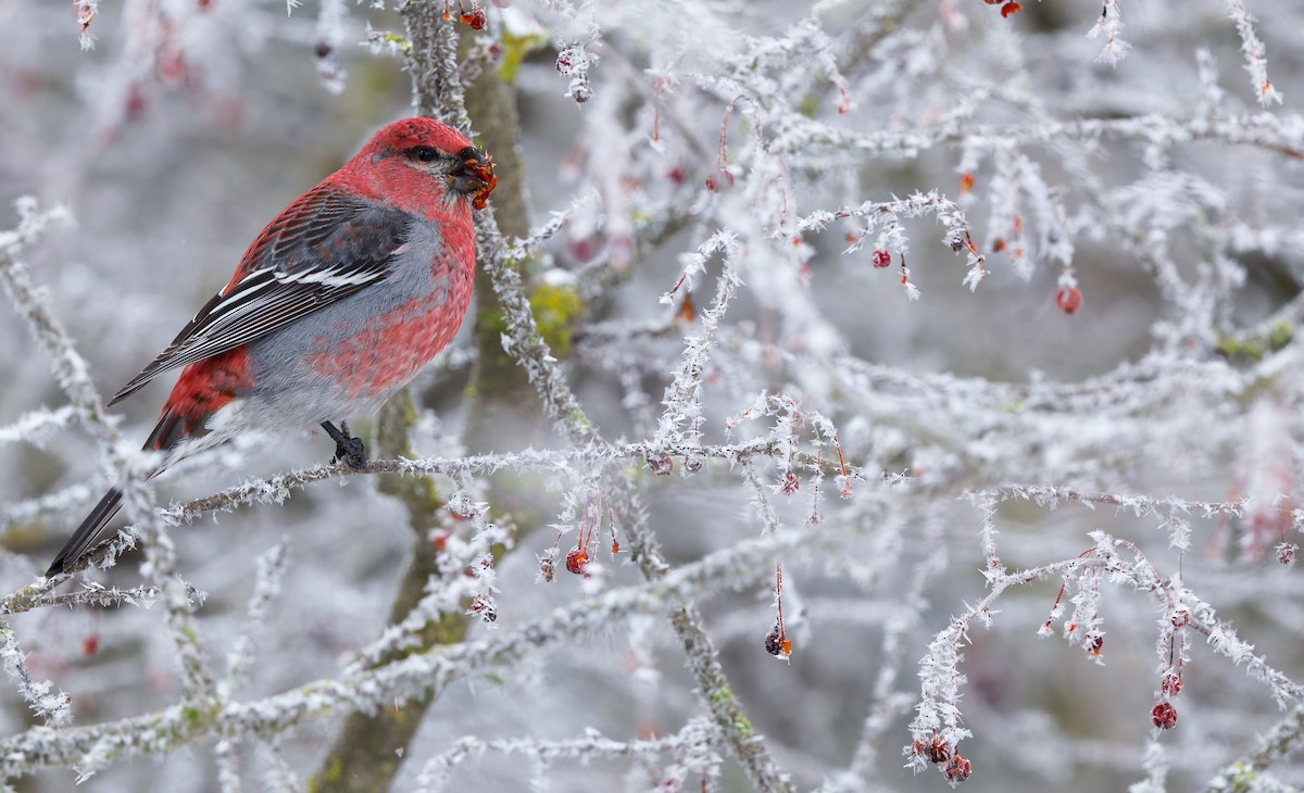 פתיאלי אורנים - ML651621031
