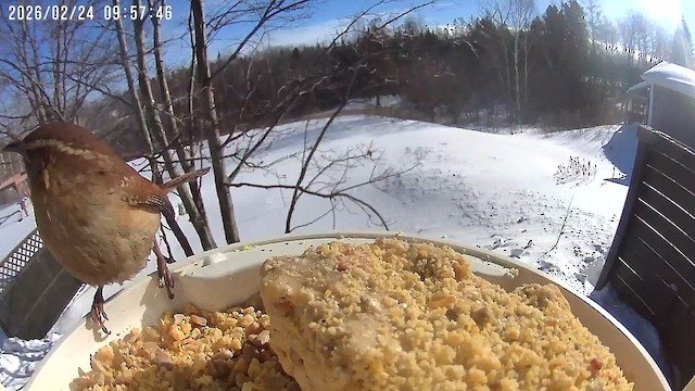 チャバラマユミソサザイ - ML651622030