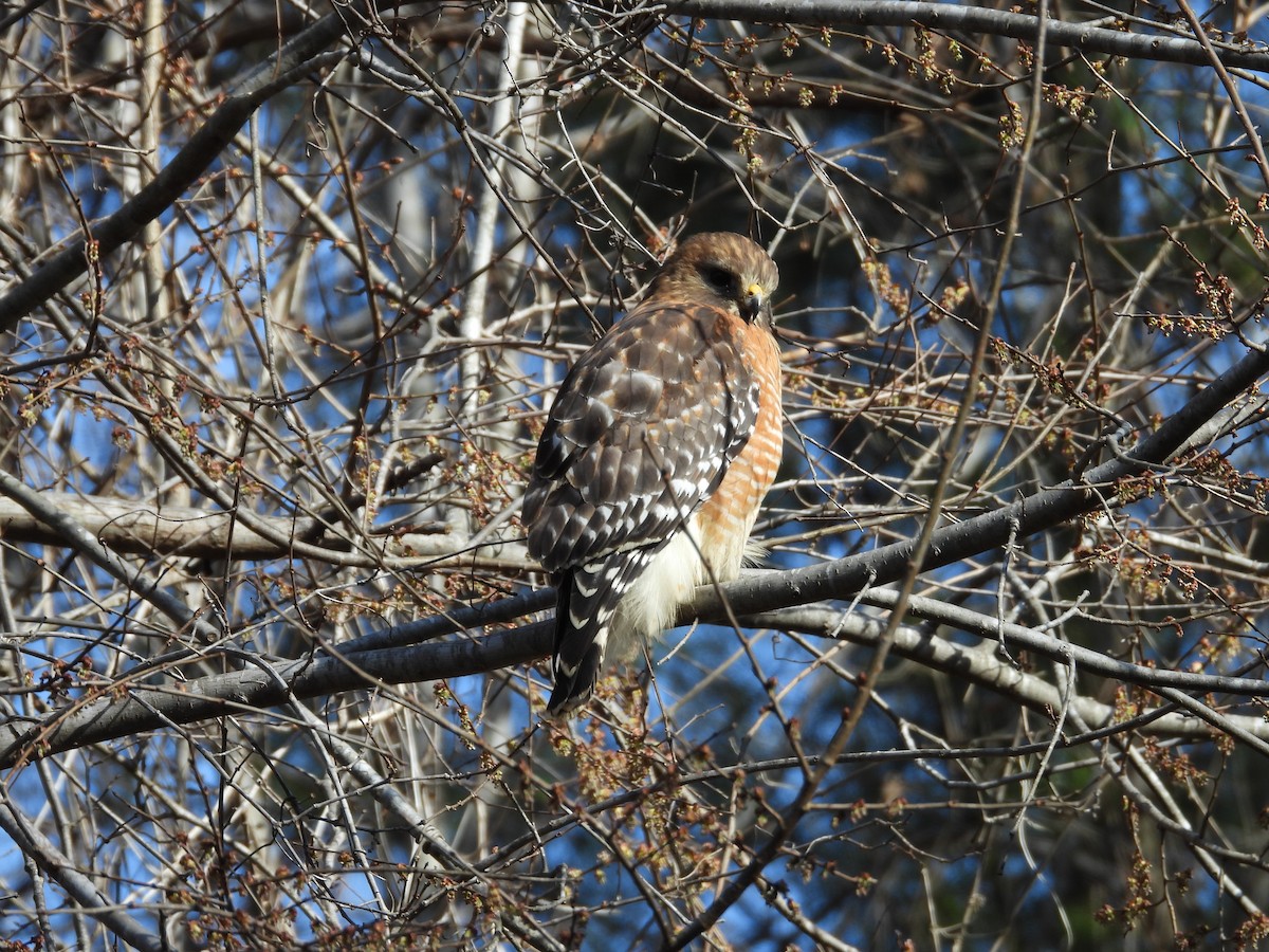 Red-shouldered Hawk - ML651622336