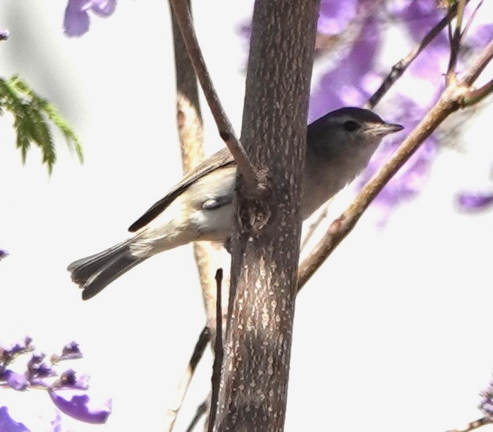 Vireo sp. - ML651622339