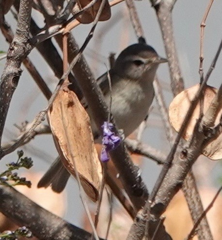 Vireo sp. - ML651622340