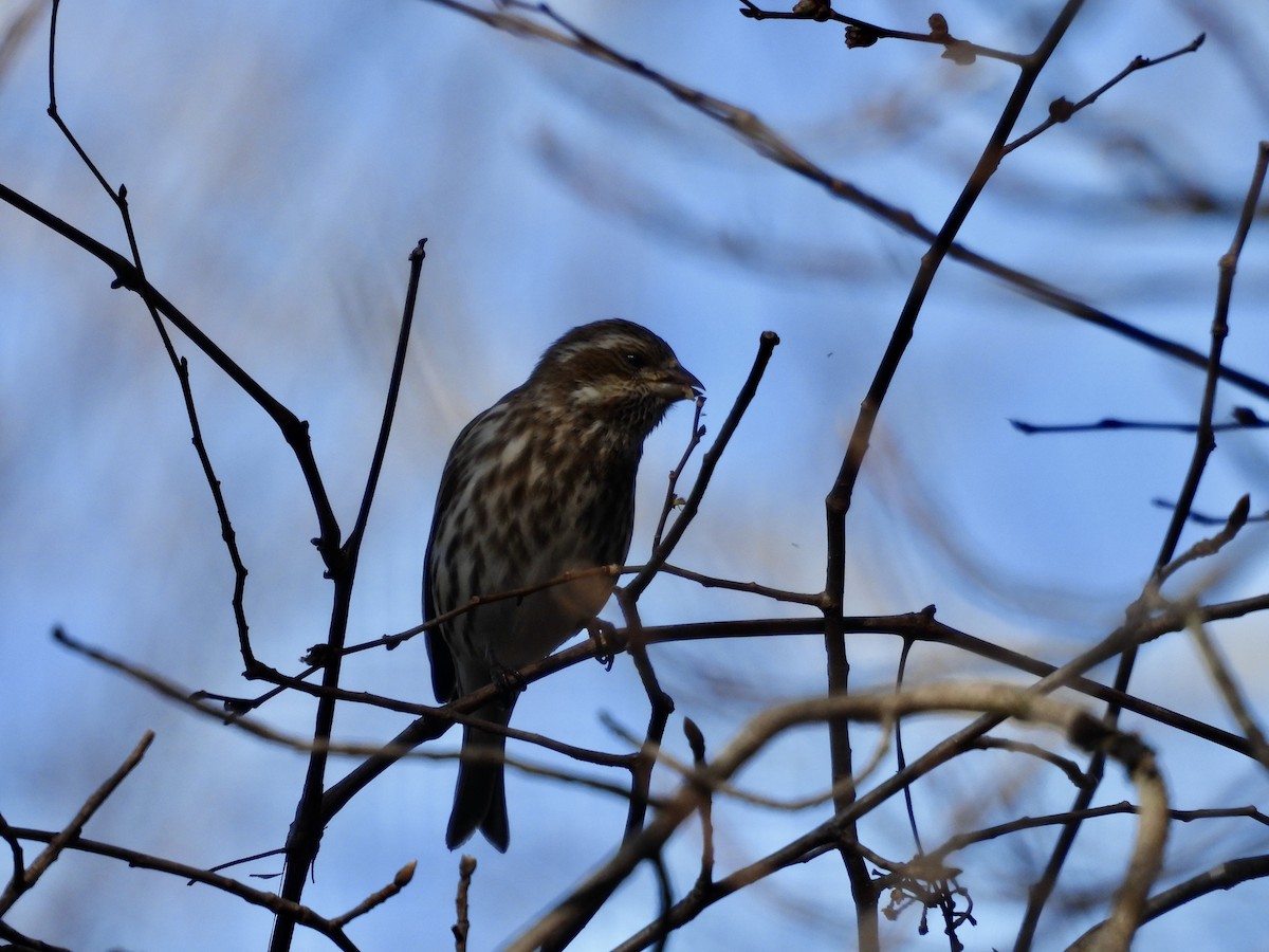 Purple Finch - ML651622365
