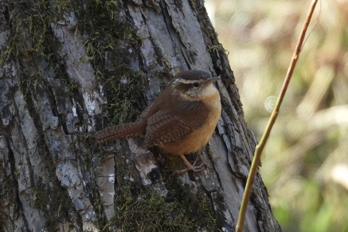 Carolina Wren - ML651622394
