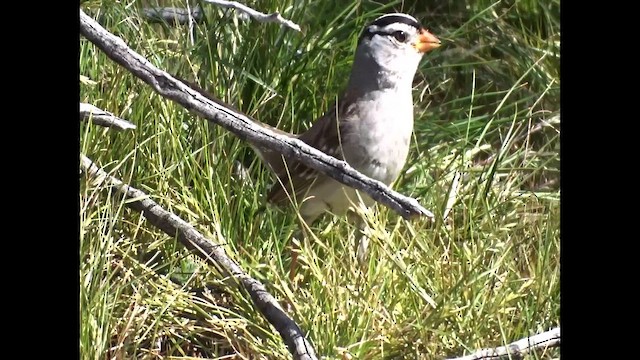White-crowned Sparrow (Gambel's) - ML651623091