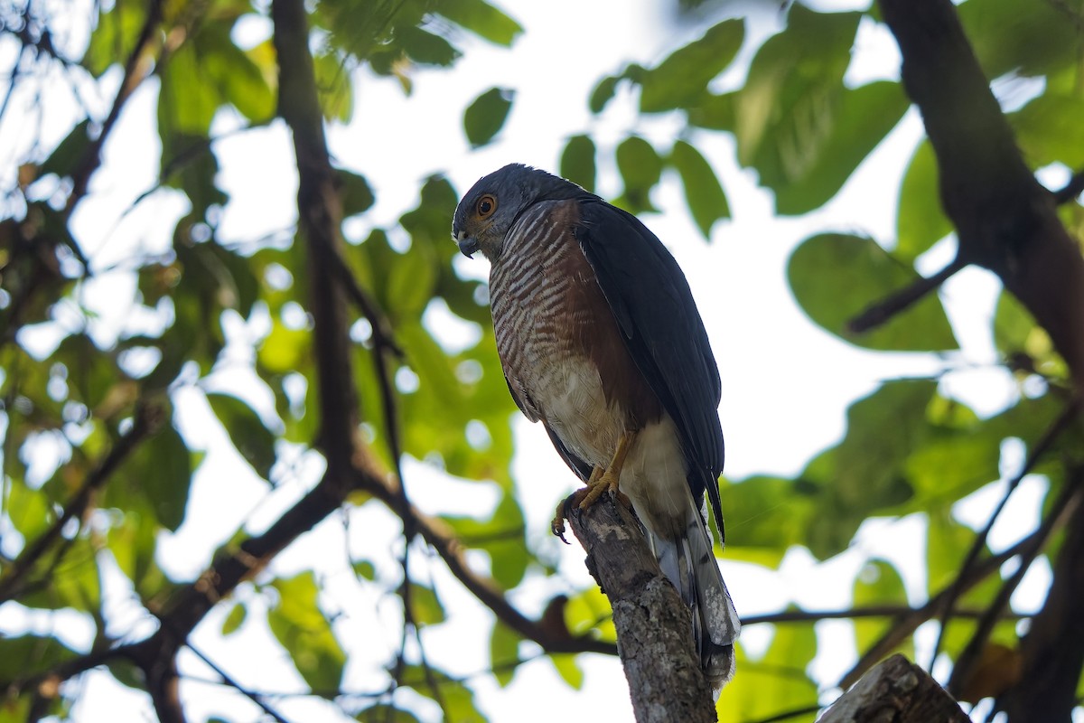African Goshawk (Banded) - ML651623200