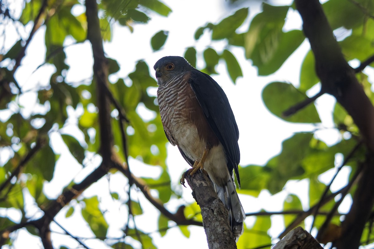 African Goshawk (Banded) - ML651623201