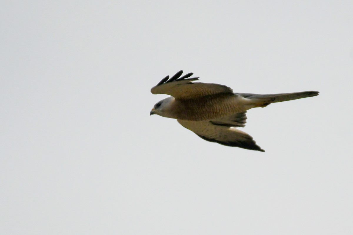 Levant Sparrowhawk - ML651624175