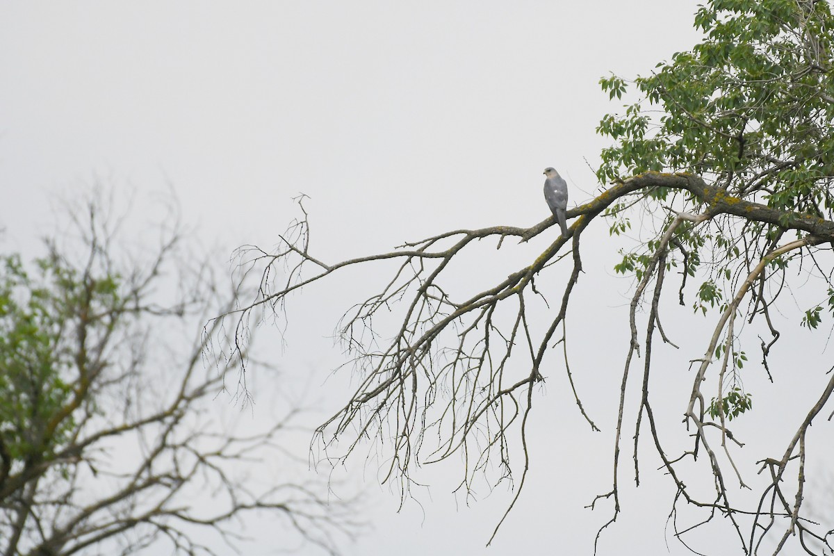 Levant Sparrowhawk - ML651624176