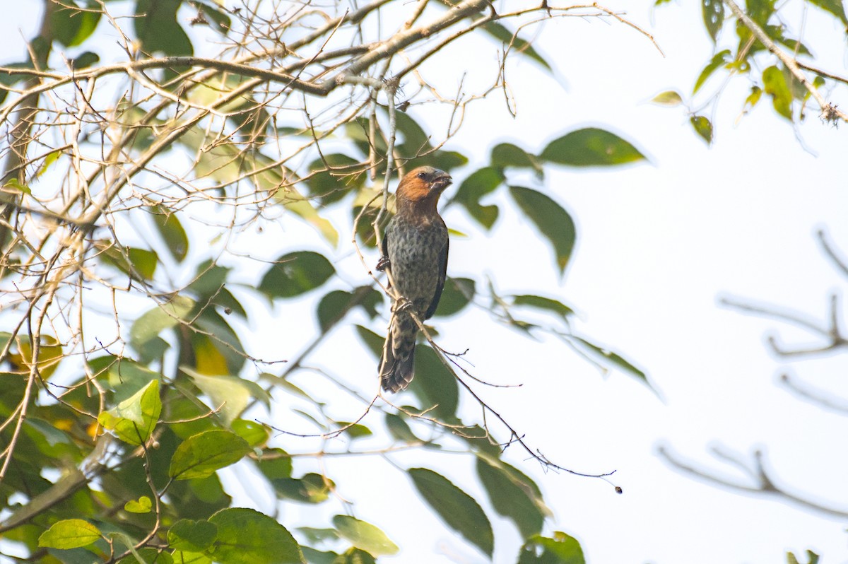 Grosbeak Weaver - ML651624226