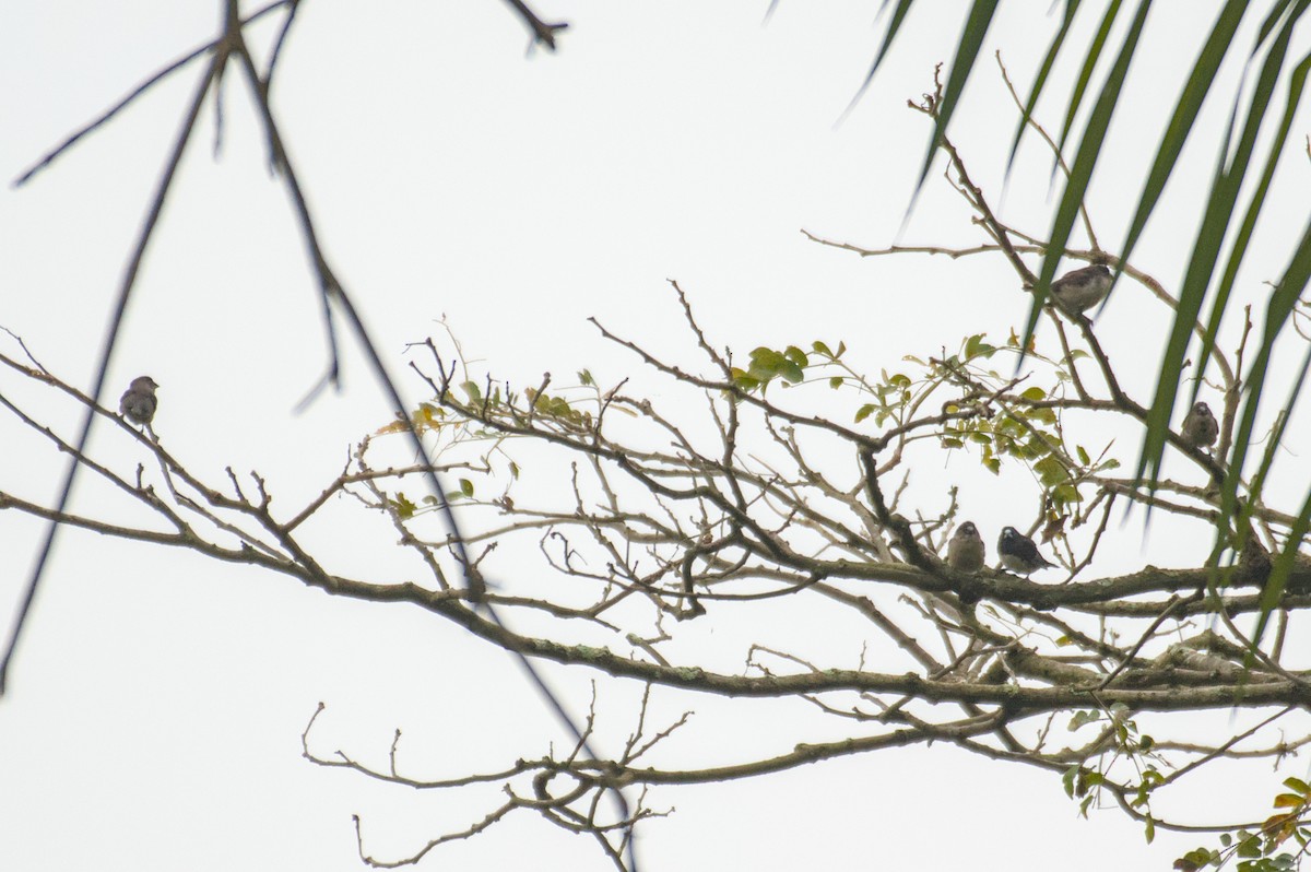 Black-and-white Mannikin - ML651624446