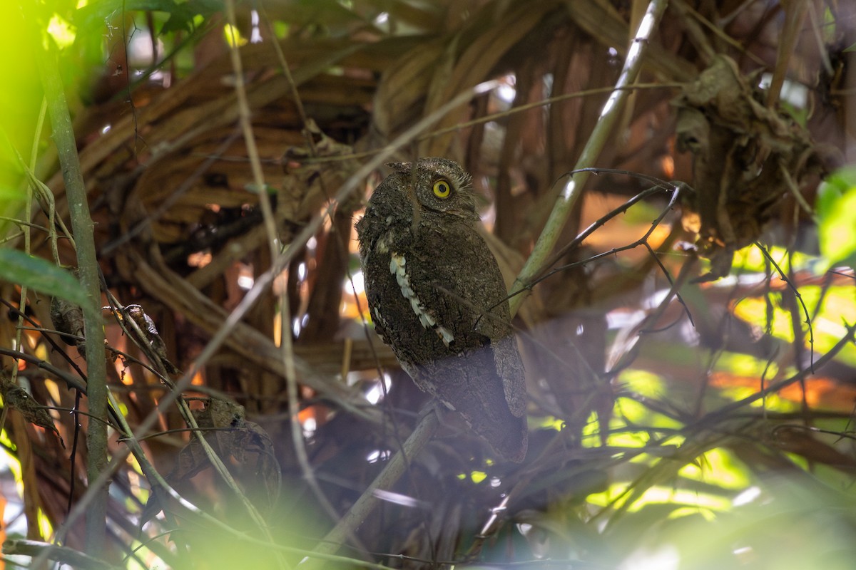 Petit-duc d'Orient - ML651624508