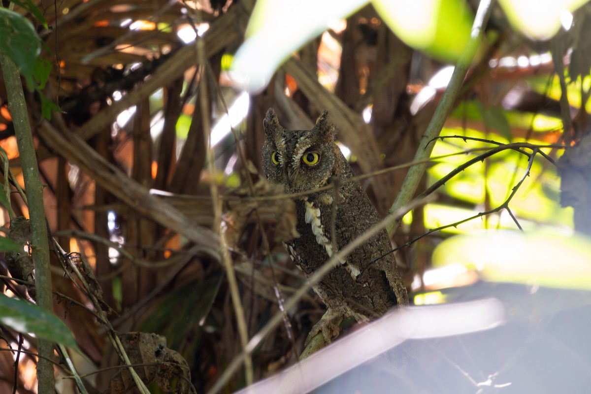 Petit-duc d'Orient - ML651624509