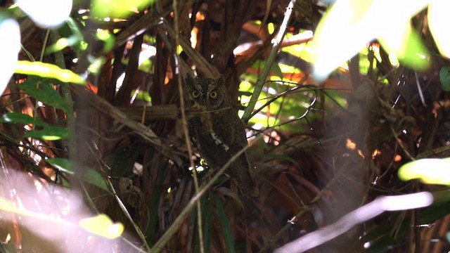 Petit-duc d'Orient - ML651624511