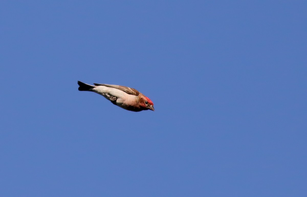Cassin's Finch - Jay McGowan