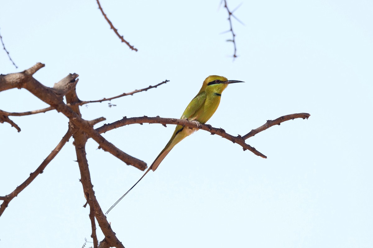 African Green Bee-eater - ML651627790