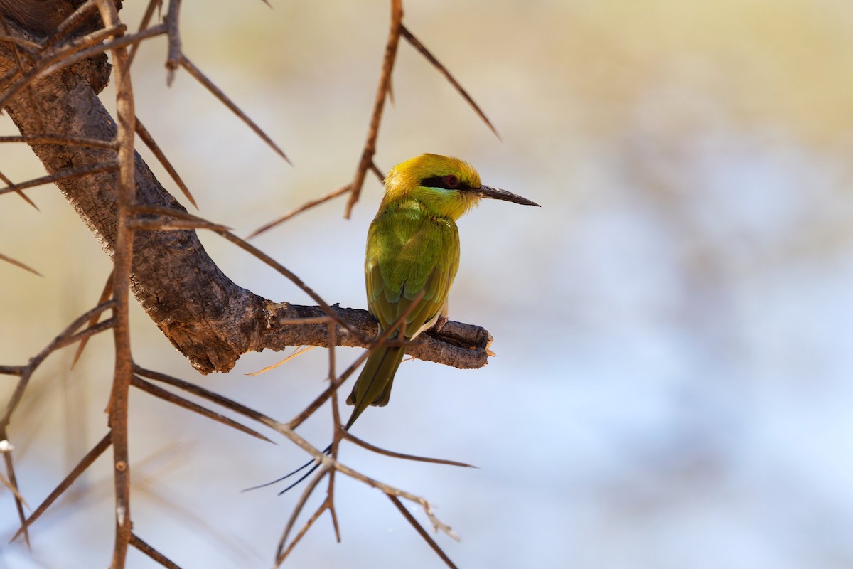 African Green Bee-eater - ML651627792