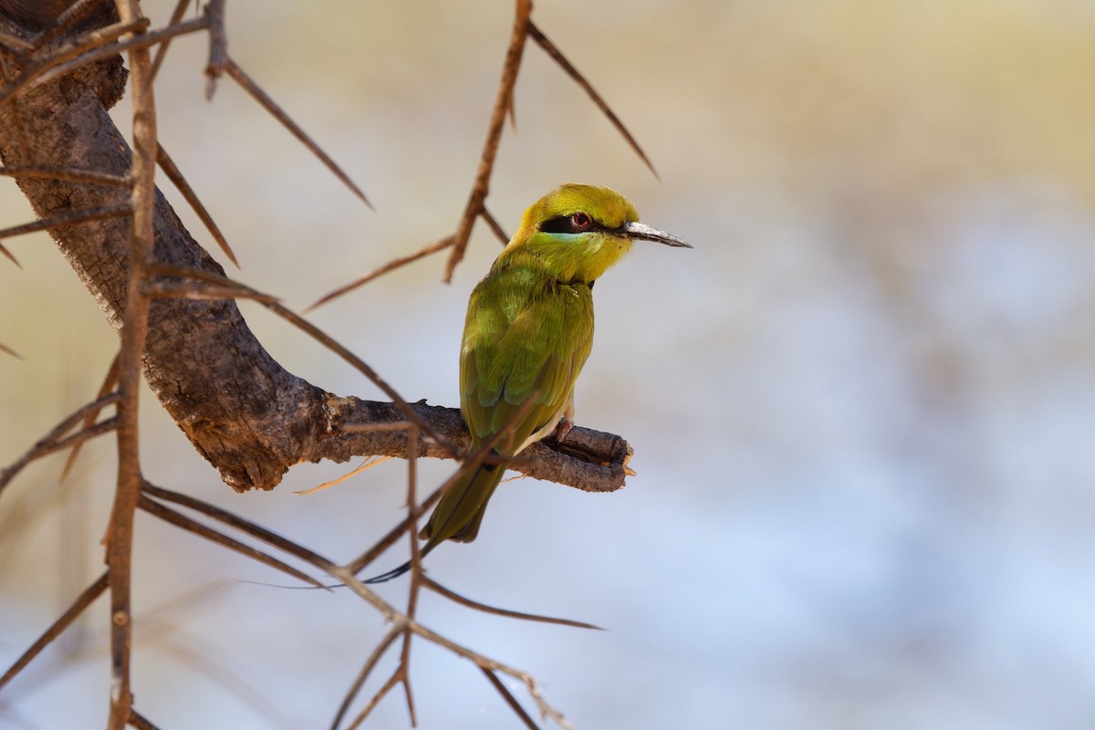 African Green Bee-eater - ML651627795