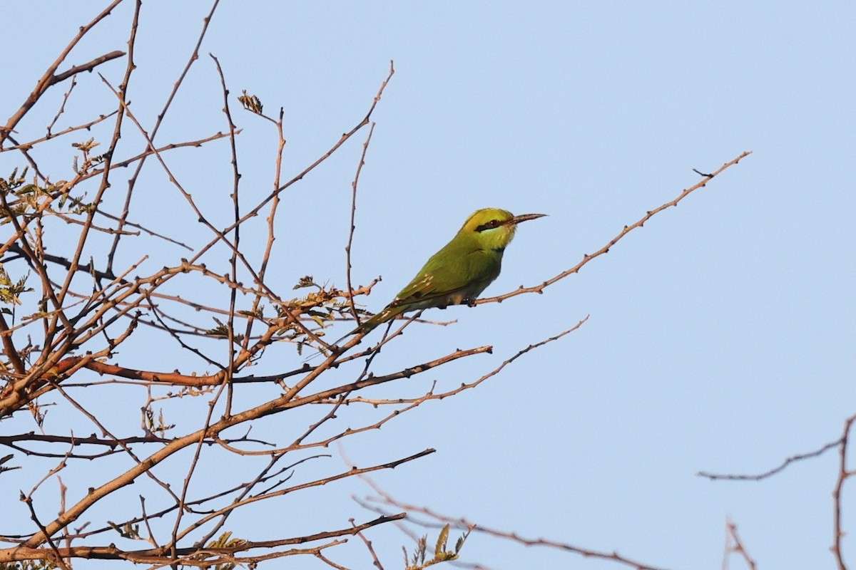 African Green Bee-eater - ML651628037