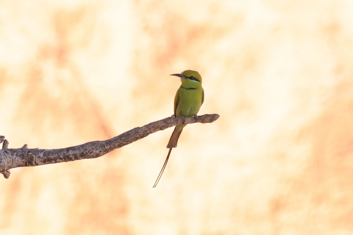 African Green Bee-eater - ML651628052