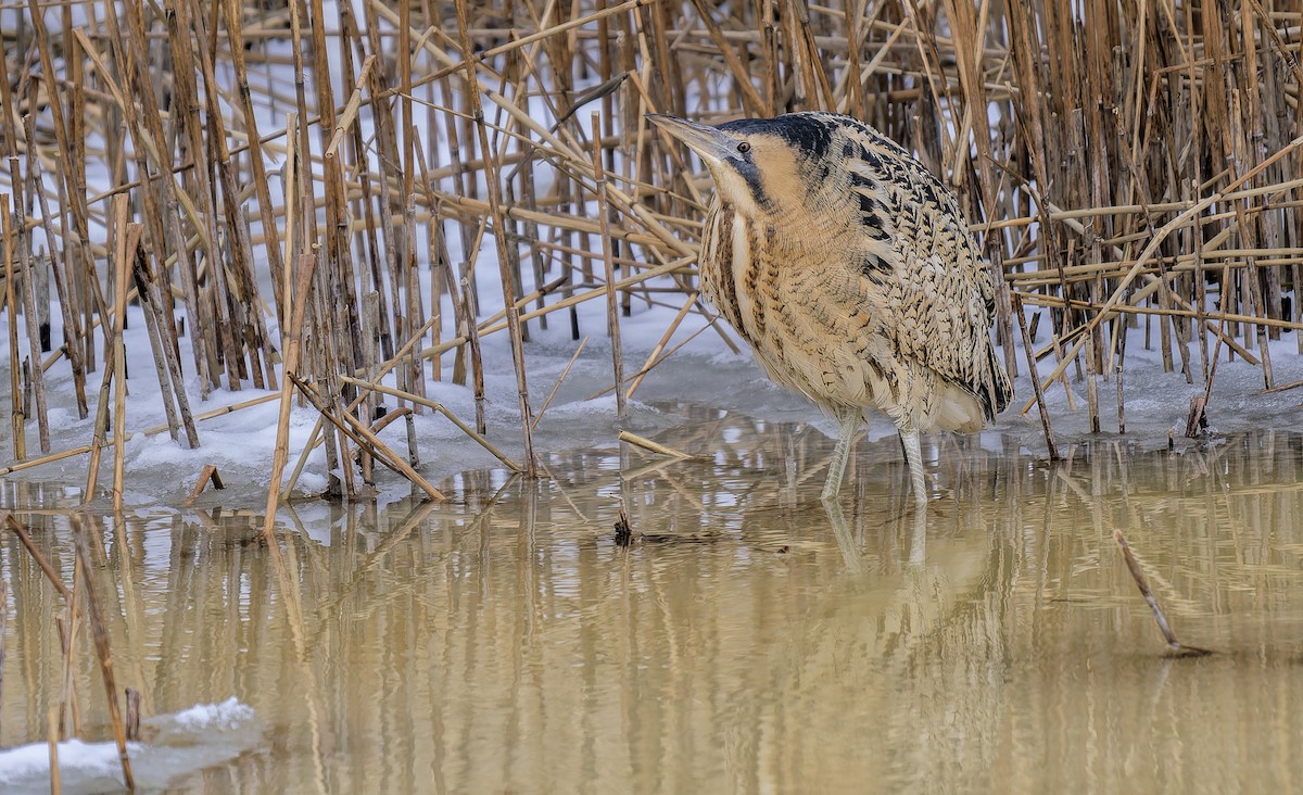 サンカノゴイ - ML651628655