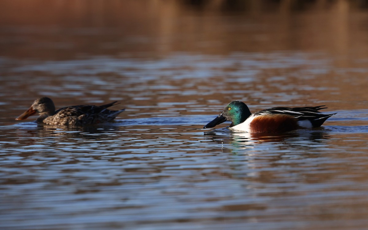 Mestolone - ML651630538