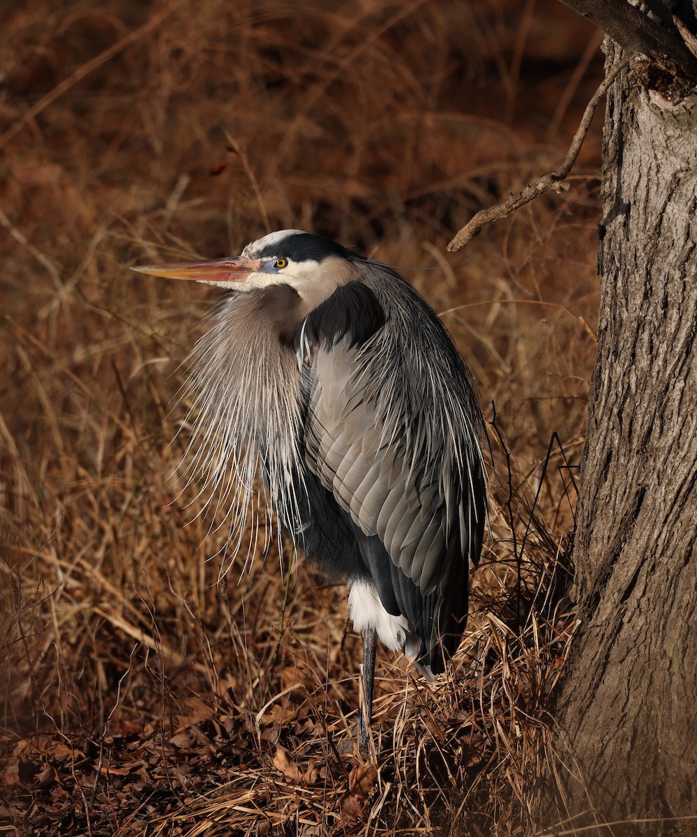 Great Blue Heron - ML651630552