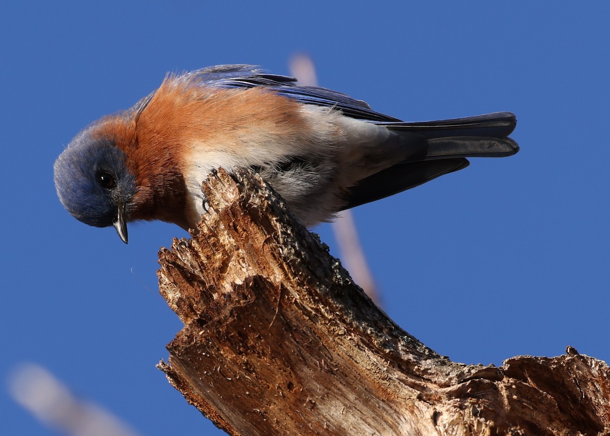 Eastern Bluebird - ML651630568
