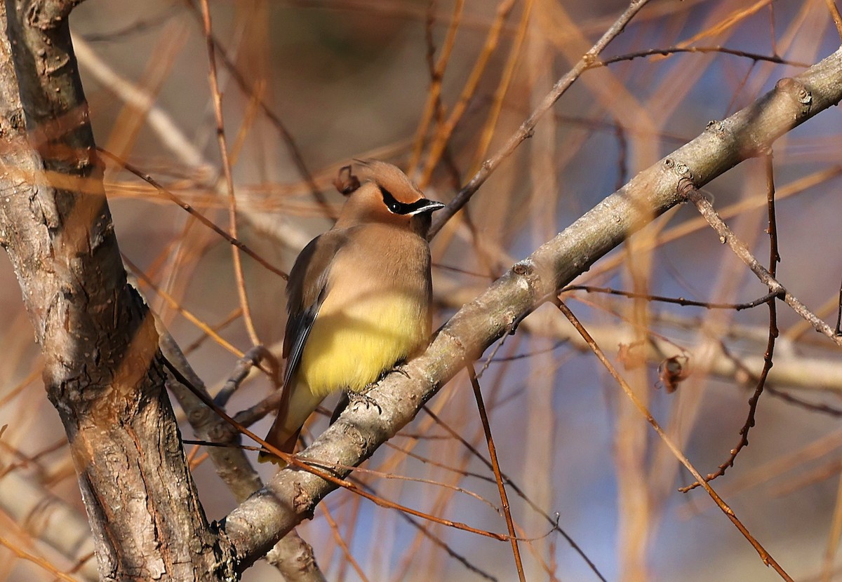 Cedar Waxwing - ML651630574