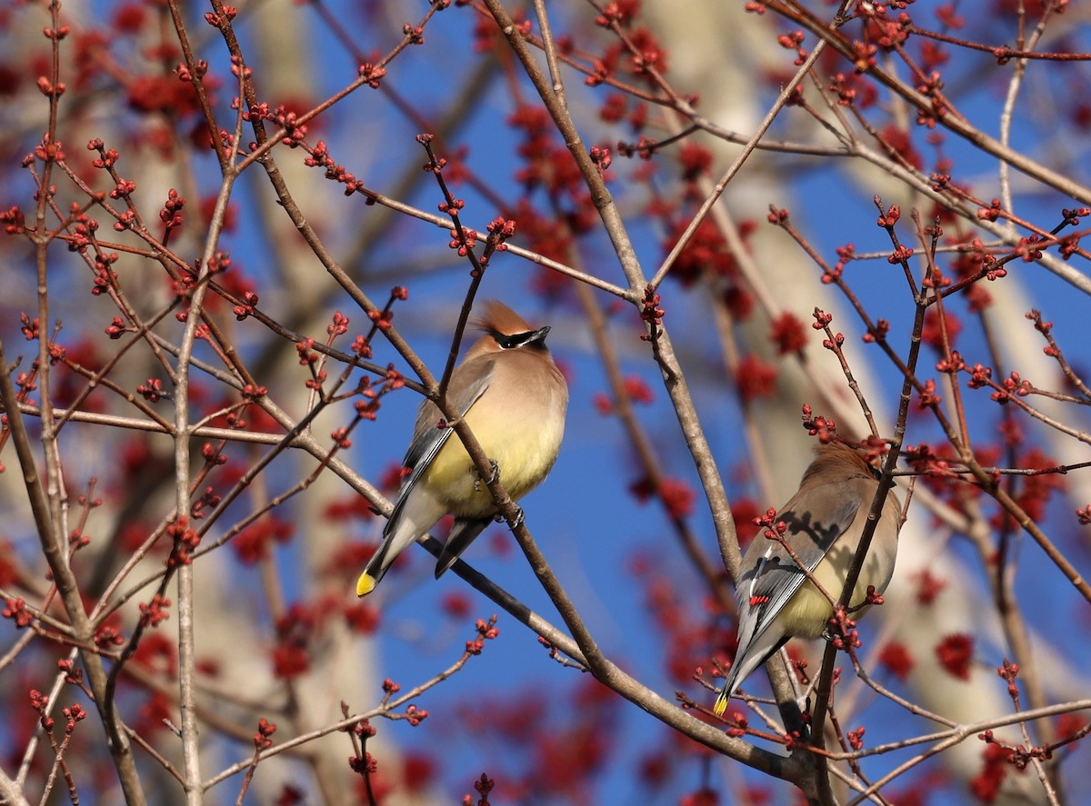 Cedar Waxwing - ML651630575