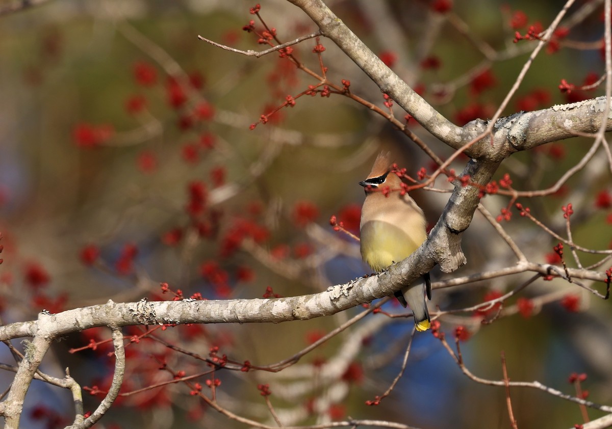 Cedar Waxwing - ML651630576