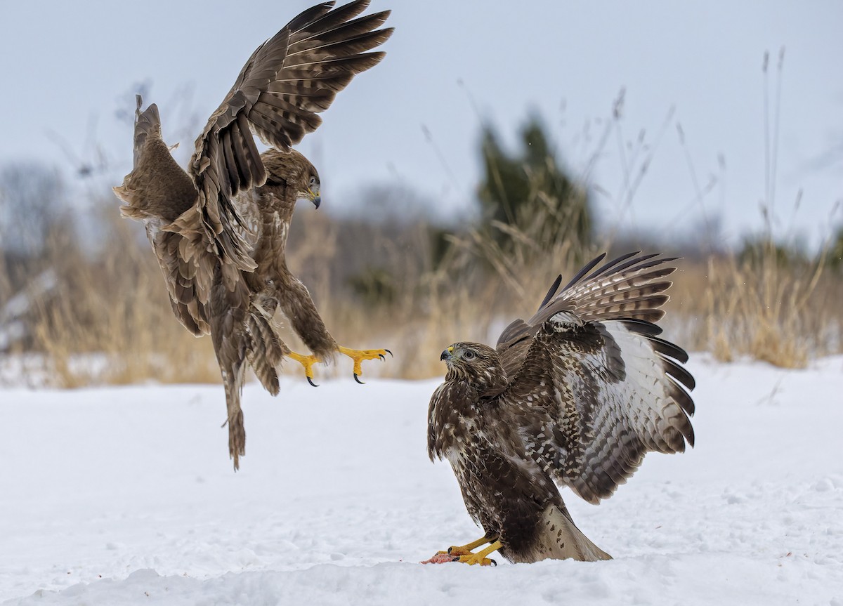 ヨーロッパノスリ - ML651630849