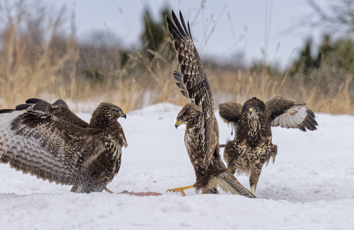 ヨーロッパノスリ - ML651631071