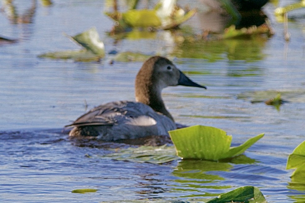 eBird Checklist - 24 Feb 2026 - North Shore Bird Survey Leg#6 Apopka US ...