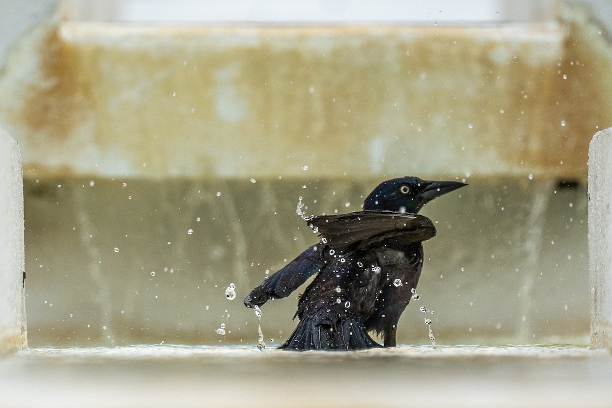 Common Grackle - ML651632433