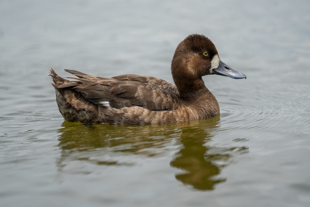 Lesser Scaup - ML651632503