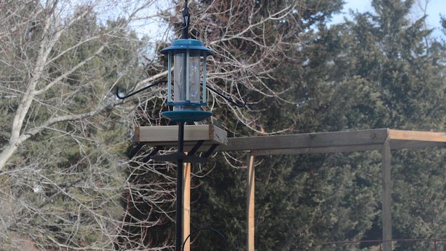 čížek žlutý - ML651632732