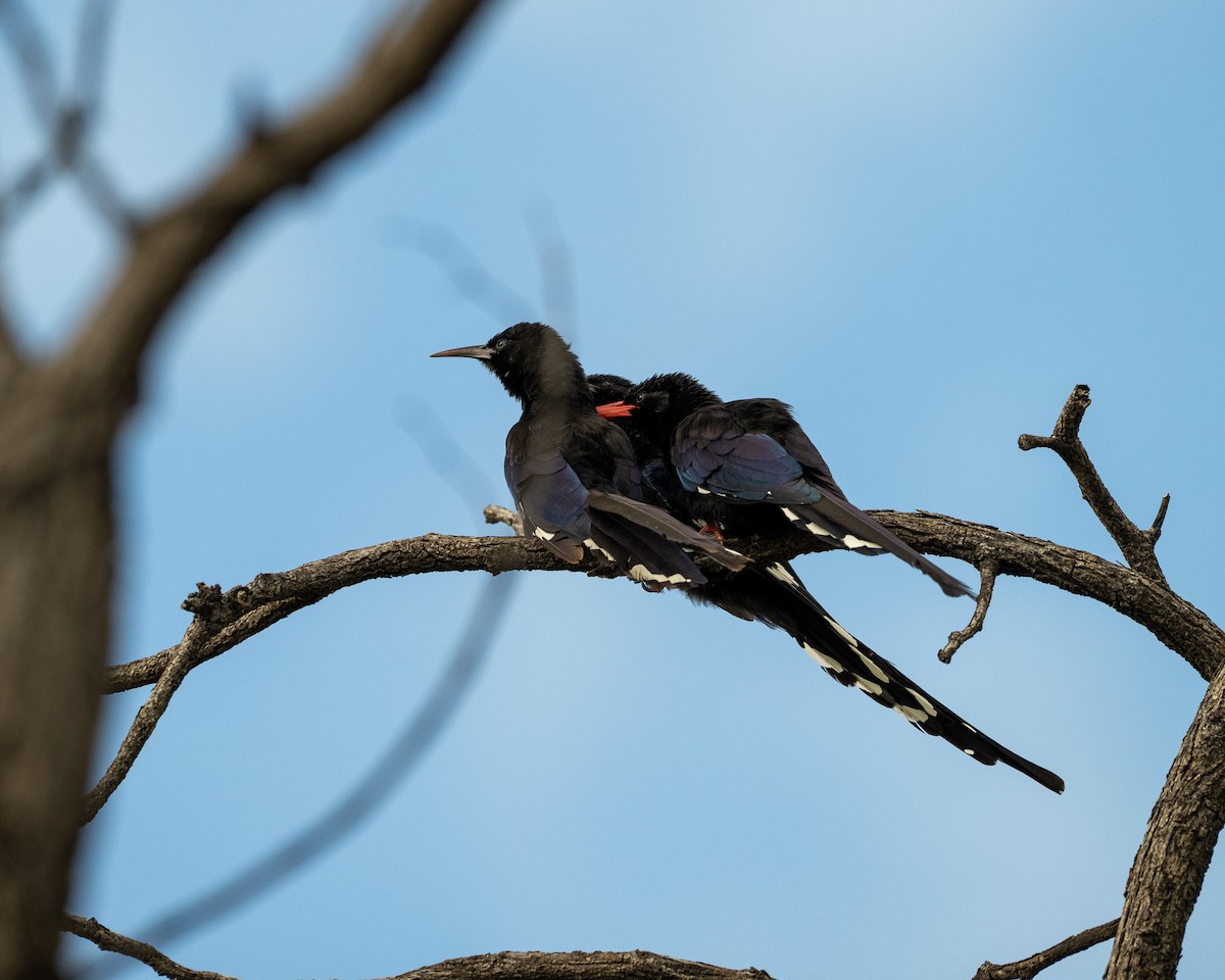 Фиолетовый древесный удод - ML651632882