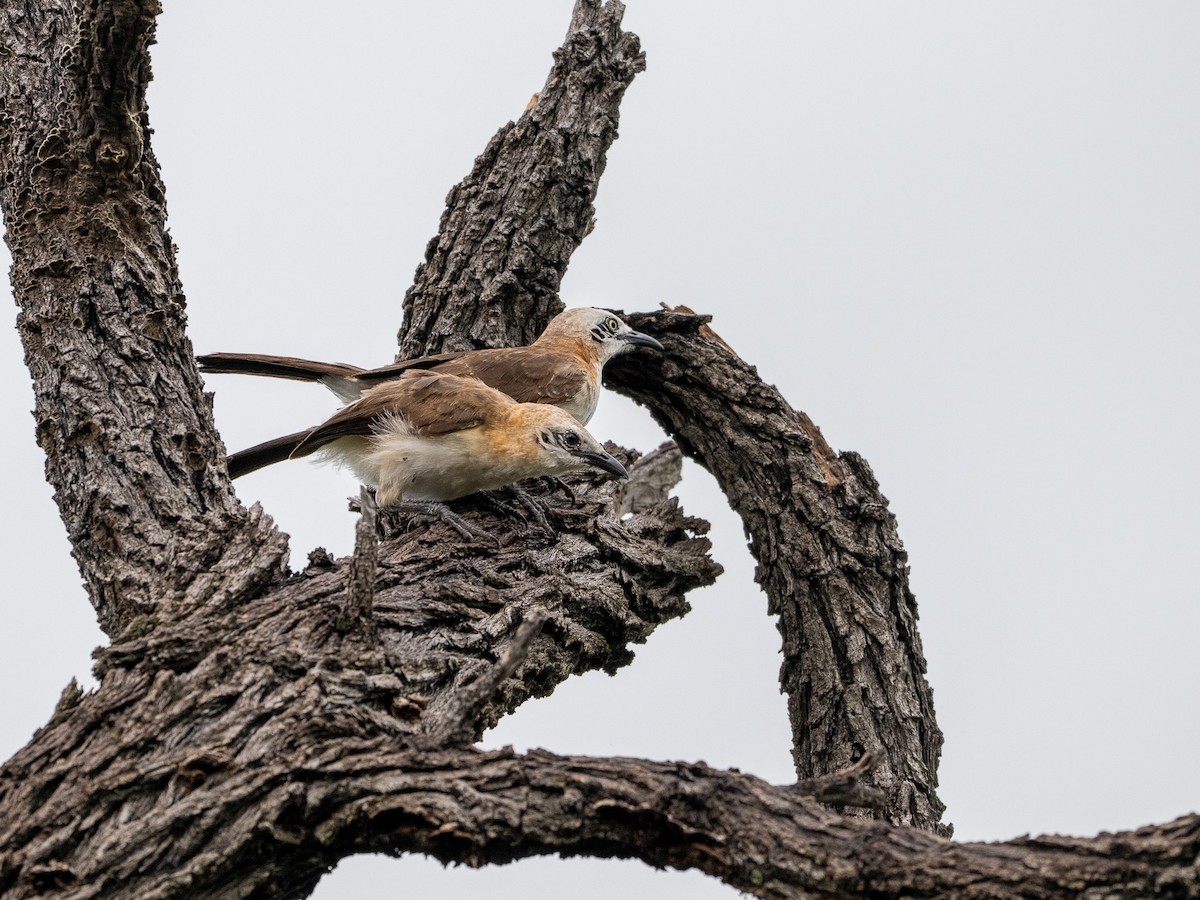 Голощёкая дроздовка - ML651632986