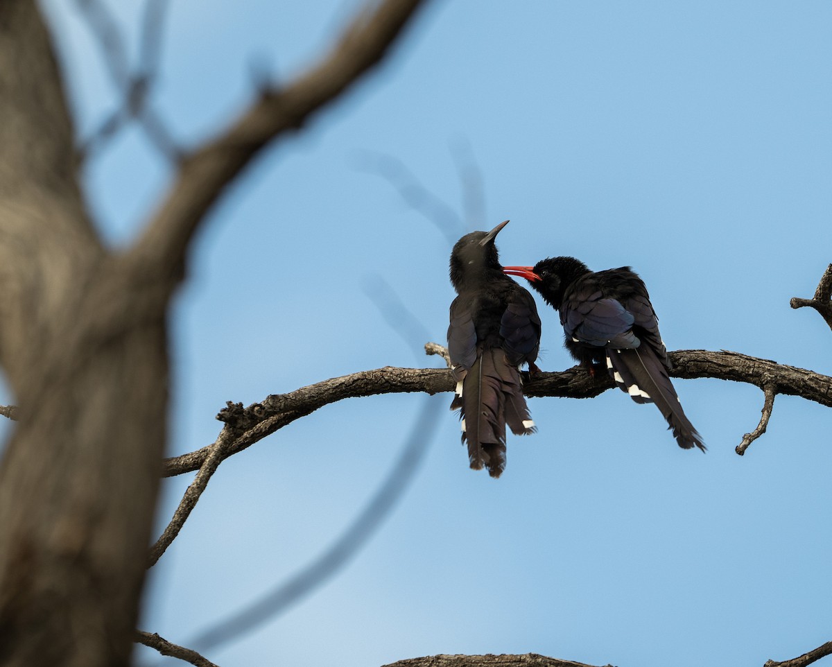 Фиолетовый древесный удод - ML651633014