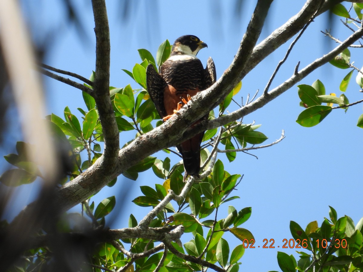 Bat Falcon - ML651633050