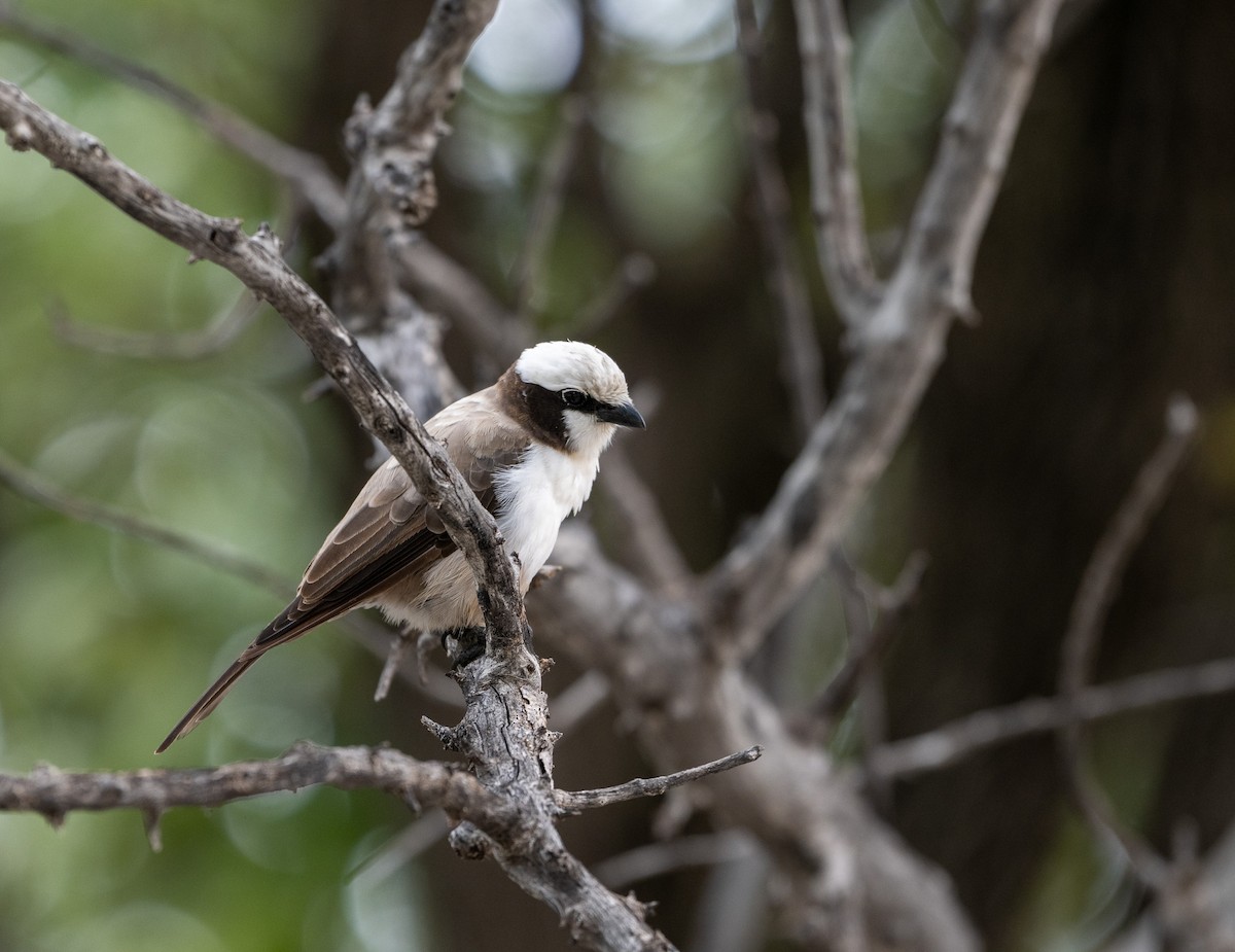 Белошапочный сорокопут - ML651634031