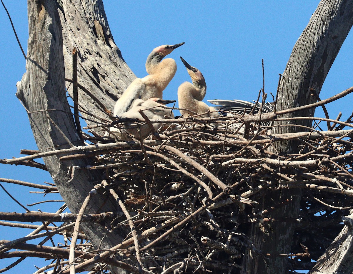 eBird Checklist - 24 Feb 2026 - Green Cay Wetlands & Nature Center - 54 ...