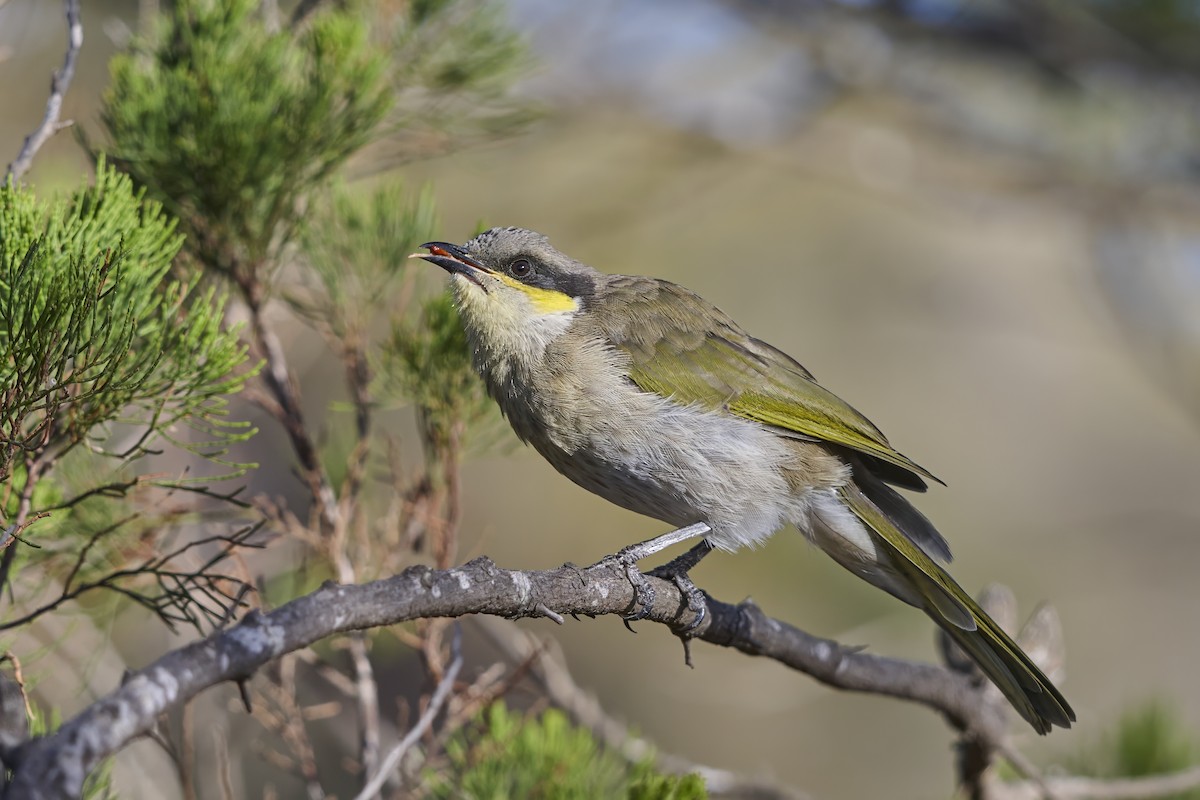 Méliphage chanteur - ML651634673