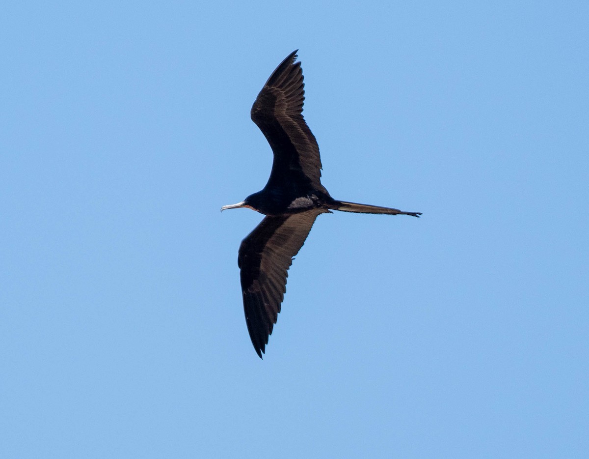 Prachtfregattvogel - ML651635681