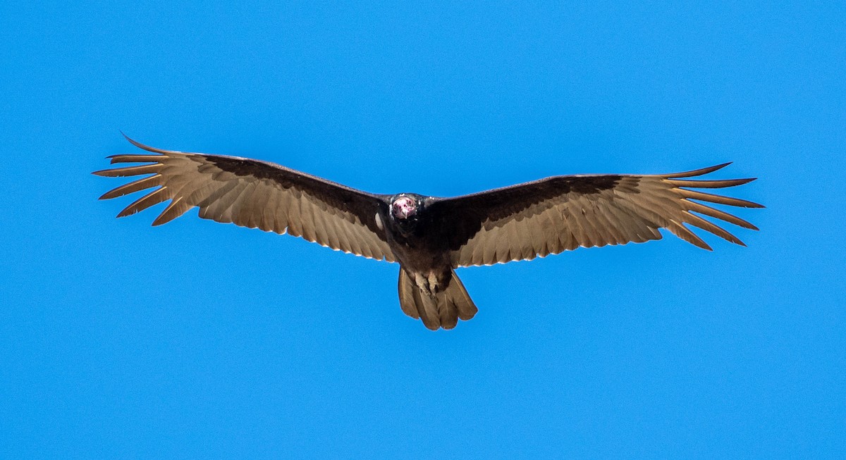 Truthahngeier - ML651635688