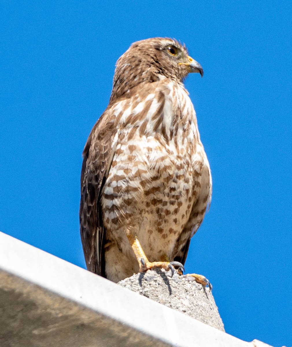 Wegebussard - ML651635698