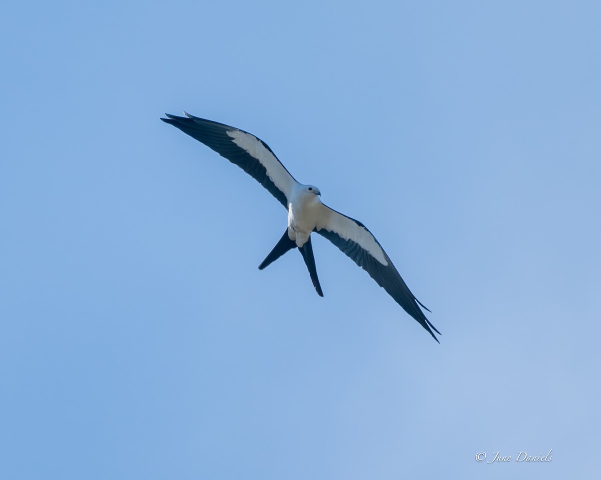 Elanio Tijereta - ML651635828