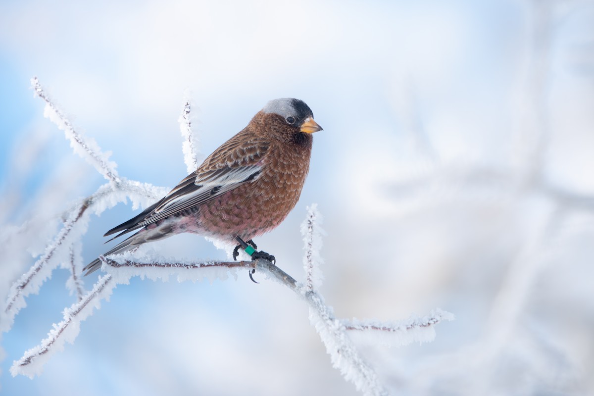 Gray-crowned Rosy-Finch - ML651635973