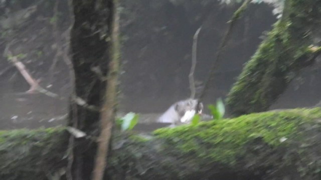 Giant Otter - ML651636172