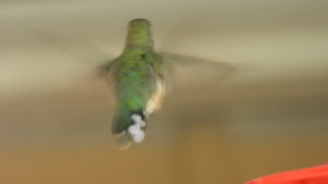 Broad-tailed Hummingbird - ML651636331